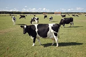 Friesian dairy cattle on meadow