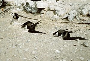 Images Dated 24th March 2011: FRIGATE BIRDS - sunning - Ascension Island