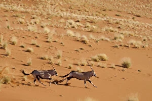 Sossusvlei Gallery: Frightened Oryx (Oryx beisa beisa) pair