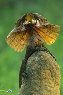 Frilled Lizard - Defensive display - Kakadu National Park (World Heritage Area) - Northern Territory - Australia JPF51061