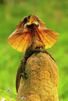 Defence Prints: Frilled Lizard - Defensive display perched on termite mound - Kakadu National Park (World Heritage Area)