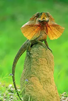 Defence Prints: Frilled Lizard - Defensive display perched on termite mound - Kakadu National Park (World Heritage Area)