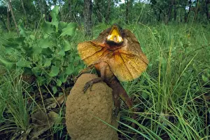 Frilled Lizard - Defensive display perched on termite mound - Kakadu National Park (World Heritage Area) - Northern Territory - Australia JPF51041