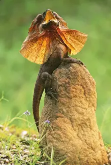 Defence Prints: Frilled Lizard - Kakadu National Park - Northern Territory, Australia