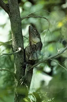 Frilled Lizard - N. T. Australia