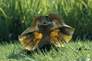 Dewlaps Prints: Frilled Lizard - Northern Territory, Australia JPF00730