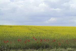 Fringe of Poppies at edge of oilseed rape field, blue cloudy sky. Showing poppies as a field margin
