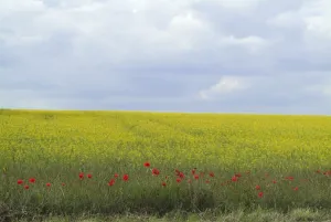 Fringe of Poppies at edge of oilseed rape field, blue cloudy sky. Showing poppies as a field margin Fringe of Poppies at edge of oilseed rape field, blue cloudy sky. Showing poppies as a field margin