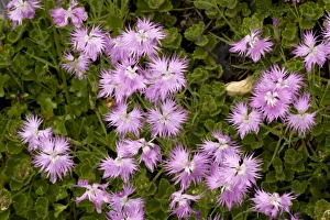 Images Dated 17th June 2006: Fringed pink (Dianthus monspessulanus). Pyrenees