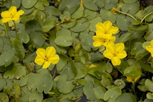 Images Dated 22nd July 2006: Fringed water lily (Nymphoides peltata), Dorset