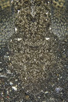 Buried Gallery: Fringelip Flathead camouflaged on black sand