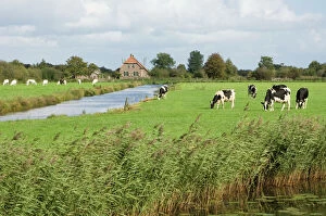Netherlands Collection: Frisian cows Meadow near farmhouse The Netherlands, Overijssel, Zwartsluis