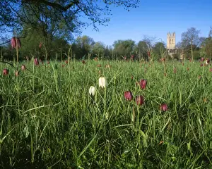 Fritillary Prints: Fritillaries - in Magdalen meadow Oxford, UK
