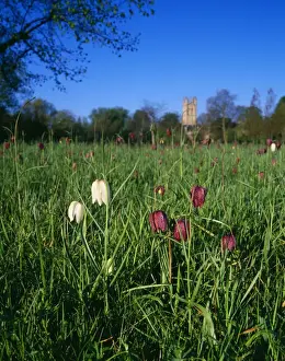 Fritillaries in Magdalen Meadow, Oxford, UK