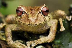 Images Dated 21st September 2007: Frog - Colon - Departamento Putumayo - Colombia