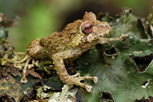 Images Dated 21st September 2007: Frog - Colon - Departamento Putumayo - Colombia