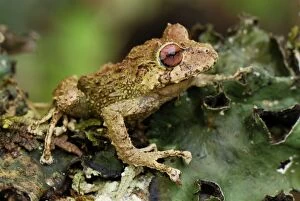 Frog (Eleutherodactylus eriphus)