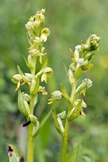Frog orchid - two flower spikes