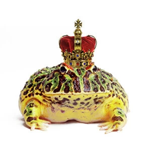 Frogs Collection: Frog Prince - wearing crown