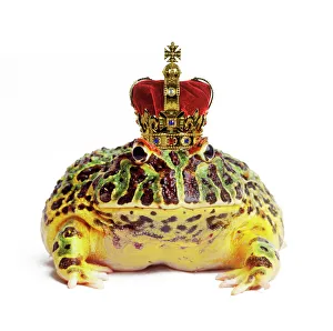 Funny Collection: Frog Prince - wearing crown