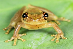 Images Dated 27th September 2007: Frog - San Cipriano Reserve - Cauca - Colombia