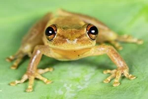 Frog (Scinax sp.)