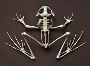 Images Dated 24th February 2012: Frog Skeleton