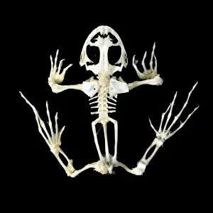 Frog Skeleton