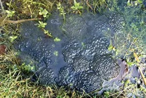 Cluster Prints: Frog Spawn - in garden pond - UK