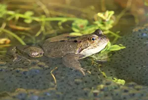 Frog - with spawn in garden pond - UK