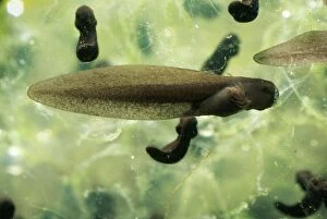 Images Dated 2nd June 2006: Frog Tadpole - recently hatched UK