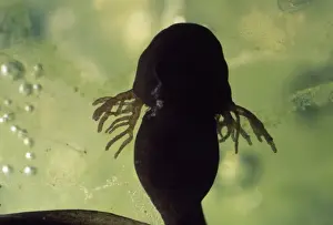 Life Cycles Prints: Frog Tadpole - showing feathery external gills UK