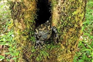 Images Dated 14th January 2008: Frog - in a tree hole (Platypelis grandis)