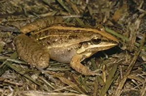 Trinidad Prints: Frog Trinidad