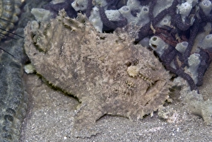 Images Dated 9th July 2007: Frogfish - (note the worm like lure above the mouth)