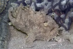 Frog Fishes Prints: Frogfish - (note the worm like lure above the mouth) - off the coast of Bali - Indonesia