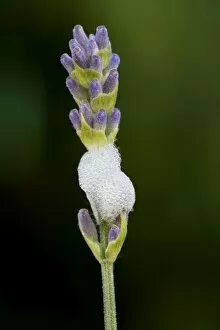 Images Dated 3rd June 2010: Froghopper / Meadow Spittlebug - with foam on Lavender flower