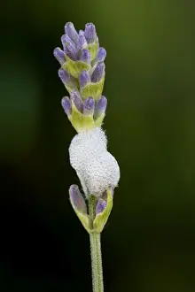 Froghopper / Meadow Spittlebug - with foam on Lavender flower