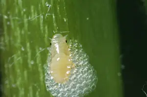Froghopper Nymph / Cuckoo-spit Insect AEB 1675 Phylaenus © Liz Bomford / ARDEA LONDON