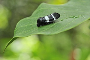 Images Dated 14th November 2008: Froghopper - Tanjung Puting National Park - Kalimantan - Borneo - Indonesia