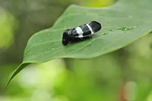 Froghopper - Tanjung Puting National Park - Kalimantan - Borneo - Indonesia