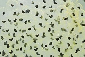 Images Dated 12th March 2007: Frogspawn – 7 day old - common frog – 0.5 x at 35mm – green background Bedfordshire UK 003575