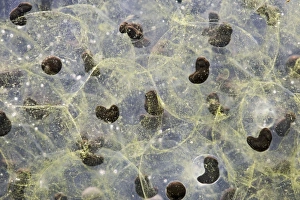 Images Dated 12th March 2007: Frogspawn – 7 day old - common frog – 1 x at 35mm – black background Bedfordshire UK 003573h