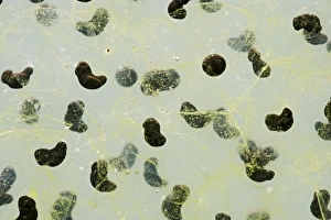 Images Dated 12th March 2007: Frogspawn – 7 day old - common frog – 1 x at 35mm – green background Bedfordshire UK 003574