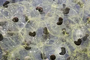 Spawn Prints: Frogspawn – 7 day old - common frog – 1 x at 35mm – black background Bedfordshire UK 003573h