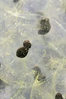 Images Dated 12th March 2007: Frogspawn – 7 day old - common frog – 2 x at 35mm Bedfordshire UK 003574h
