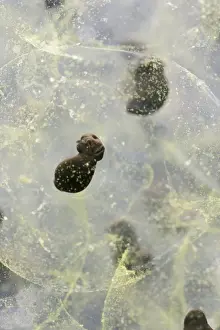 Spawn Prints: Frogspawn – 7 day old - common frog – 2 x at 35mm Bedfordshire UK 003574h