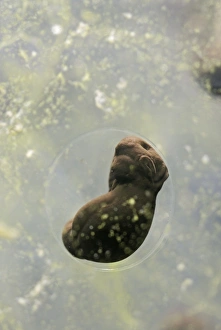 Images Dated 12th March 2007: Frogspawn – 7 day old - common frog – 4 x at 35mm – green background Bedfordshire UK 003581h
