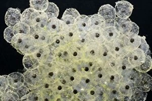 Images Dated 6th March 2007: Frogspawn – fresh - common frog – 0. 5 x at 35mm – black background Bedfordshire UK 003547