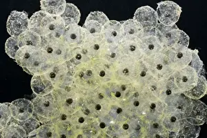 Spawn Prints: Frogspawn – fresh - common frog – 0
